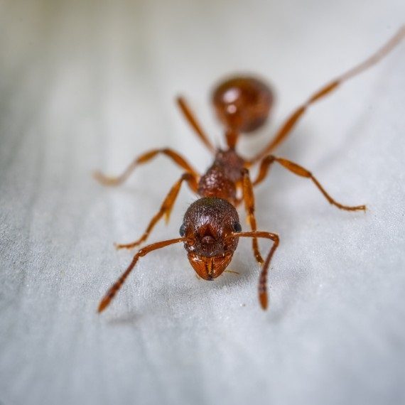 Field Ants, Pest Control in Maida Vale, Warwick Avenue, W9. Call Now! 020 8166 9746