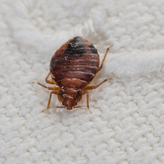 Bed Bugs, Pest Control in Maida Vale, Warwick Avenue, W9. Call Now! 020 8166 9746