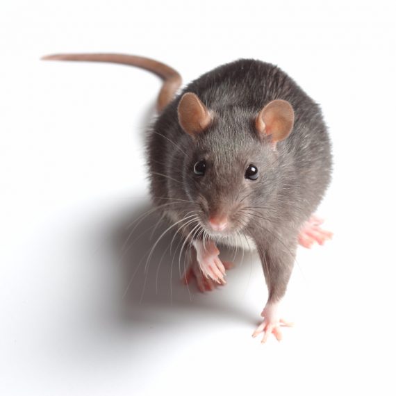 Rats, Pest Control in Maida Vale, Warwick Avenue, W9. Call Now! 020 8166 9746
