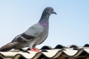 Pigeon Pest, Pest Control in Maida Vale, Warwick Avenue, W9. Call Now 020 8166 9746