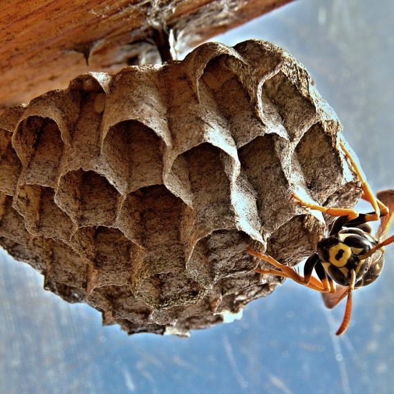 Wasps Nest, Pest Control in Maida Vale, Warwick Avenue, W9. Call Now! 020 8166 9746