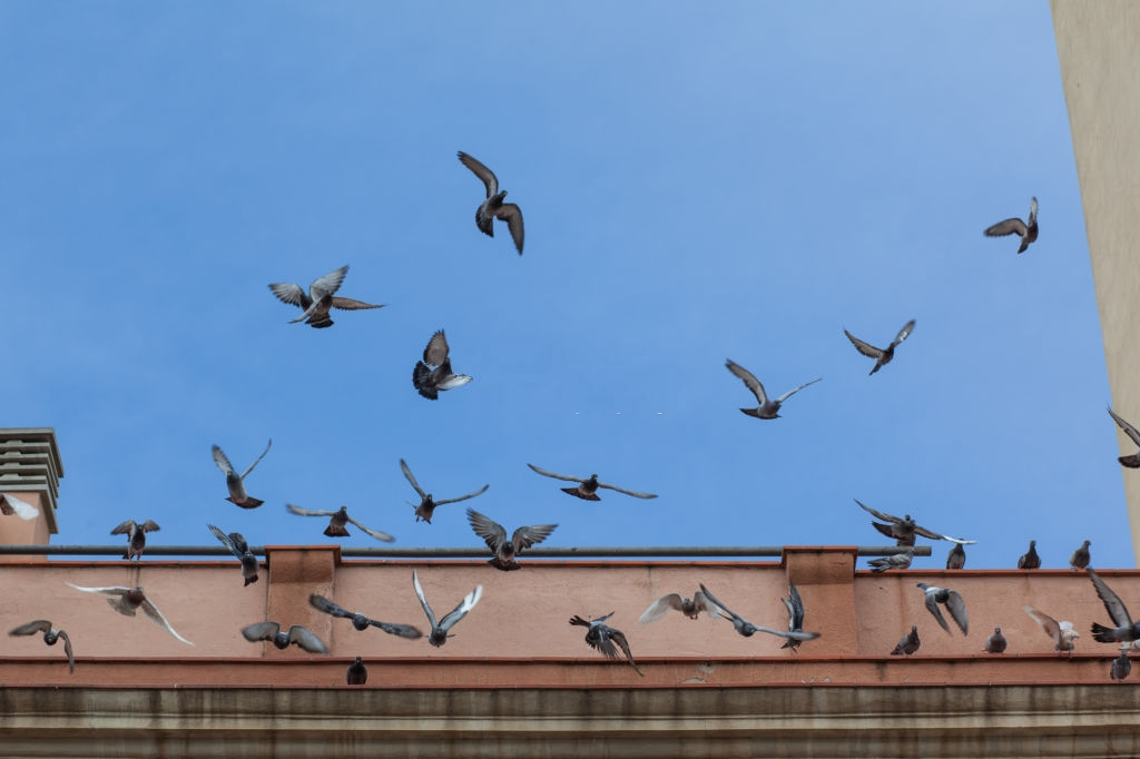 Pigeon Pest, Pest Control in Maida Vale, Warwick Avenue, W9. Call Now 020 8166 9746
