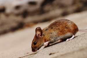 Mouse extermination, Pest Control in Maida Vale, Warwick Avenue, W9. Call Now 020 8166 9746